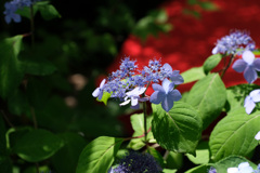 紫陽花