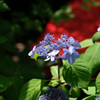紫陽花