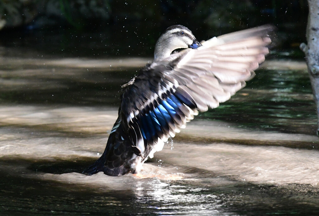 ふつうは足は水中に
