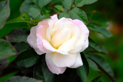 オードリー ヘップバーン（米 )