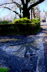 前日は雨