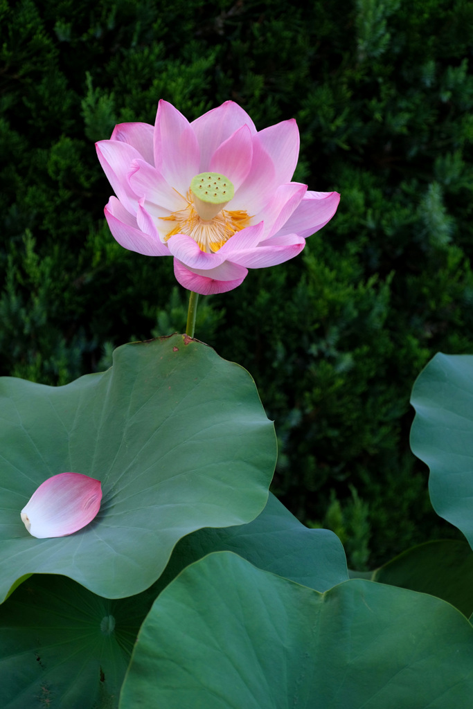 最後の蓮 去年８月8日