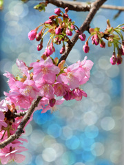 窓辺の桜