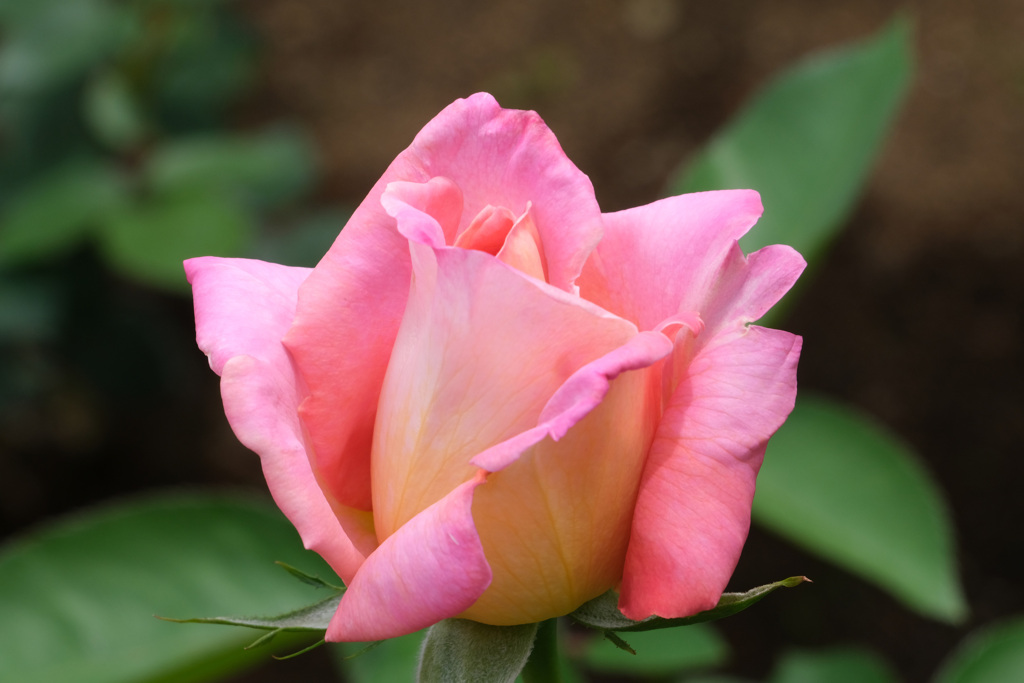 コンフィダンス1951年仏