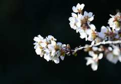 透き通るように