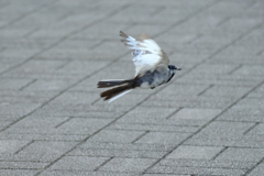向こうへ
