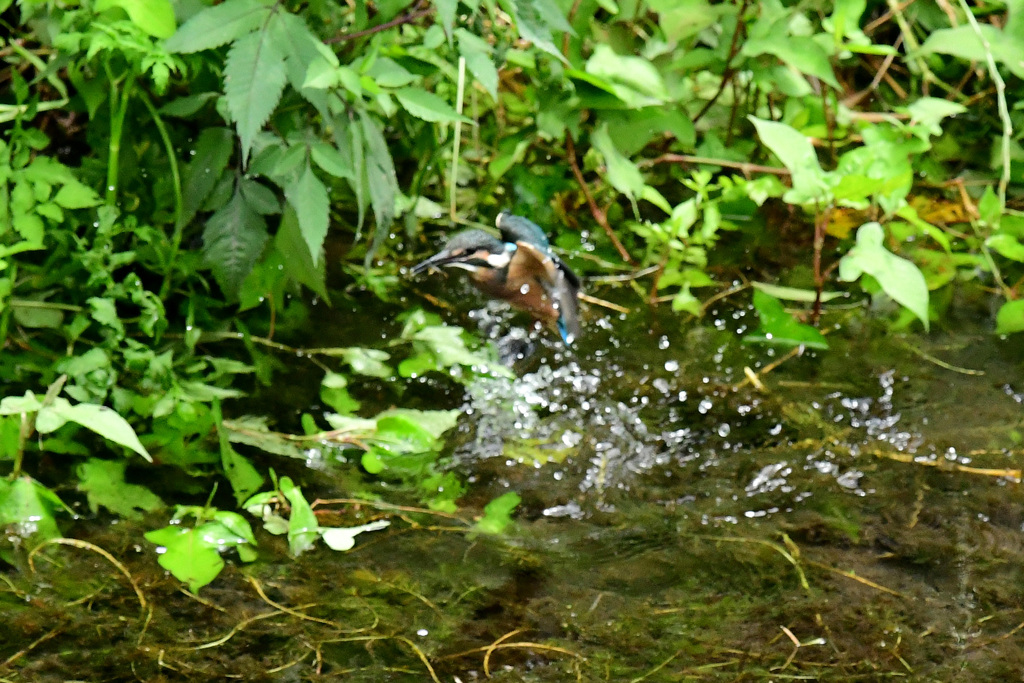 水から飛びだす