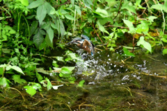 水から飛びだす