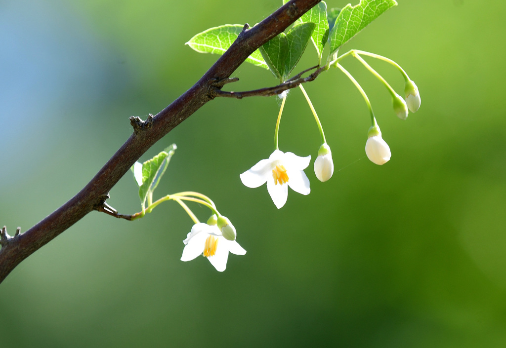 花と蕾