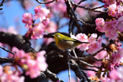 河津桜メジロ