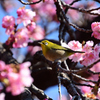 河津桜メジロ