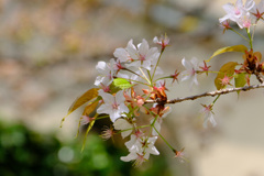 容保桜