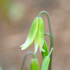4月２日のつぼみ