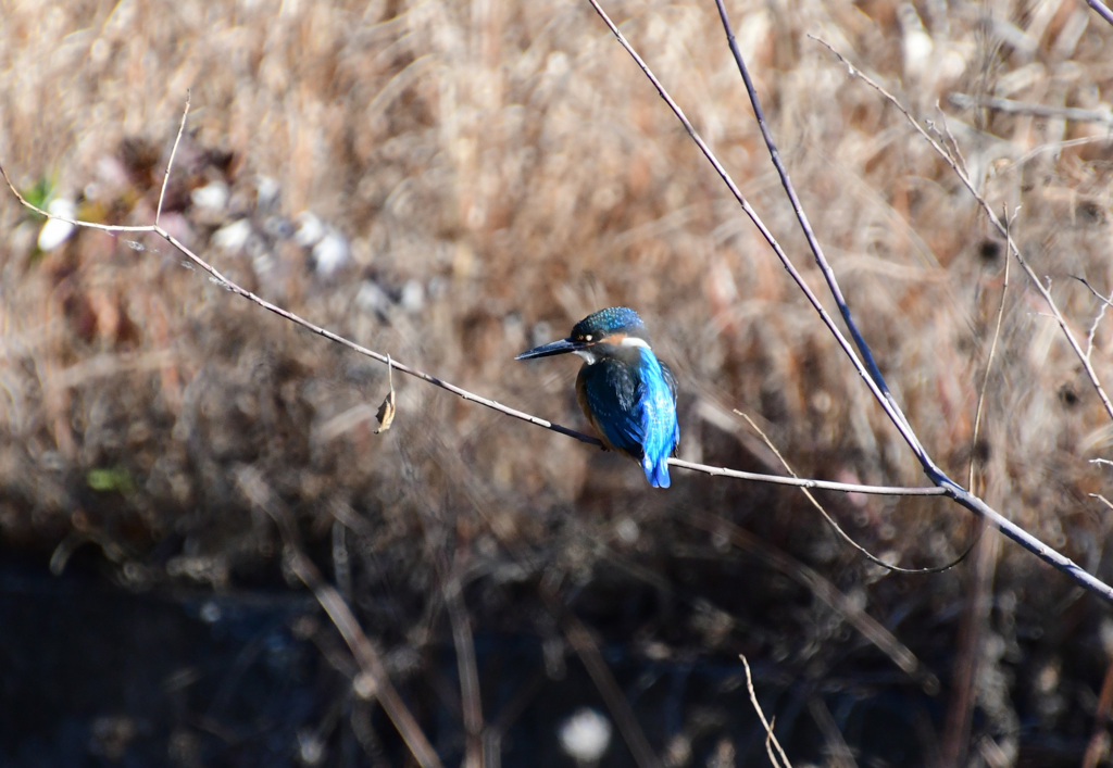 「この背中が目に入らぬか」