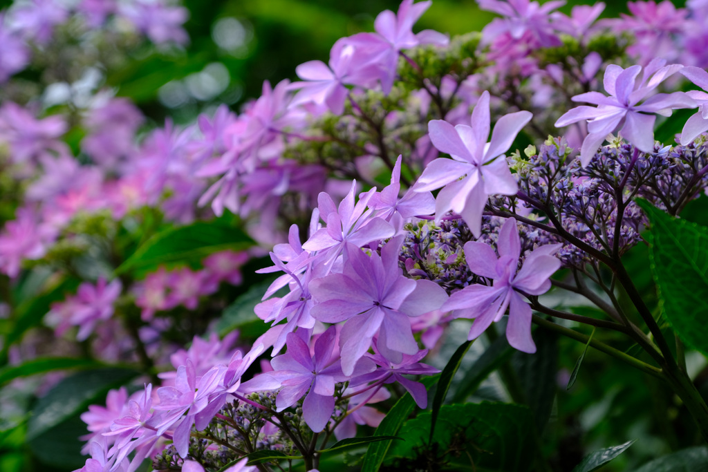 ダンスパーティー