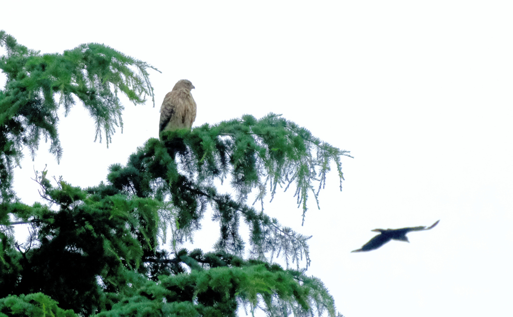 オオタカとカラス