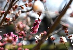 春日野