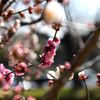 春日野