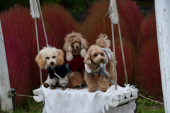 ブランコわんわん