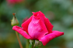 ベルベットタイムス（独）