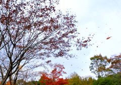 紅葉散る
