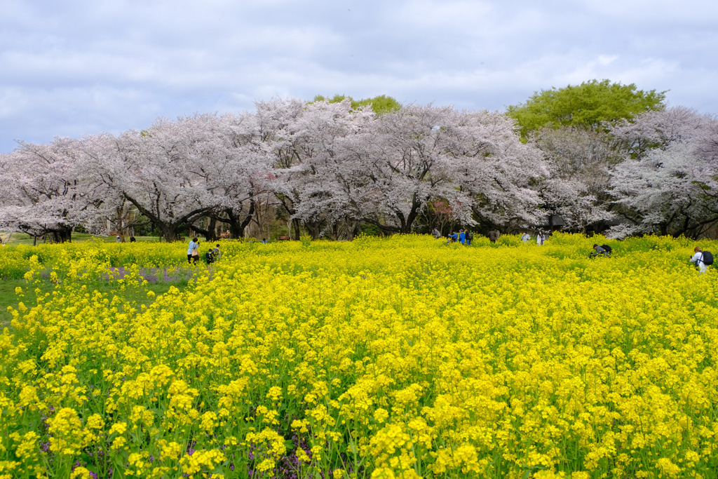 菜の花の中に人点在