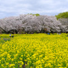 菜の花の中に人点在