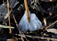 シモバシラの氷華４