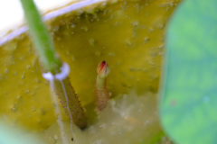 蓮の花芽が出ました