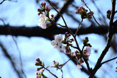 午後の桜２
