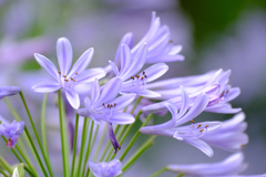 魅惑の花