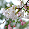 ソメイヨシノと花海棠