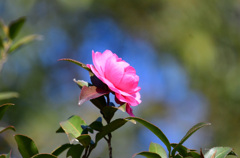 ピンクの山茶花
