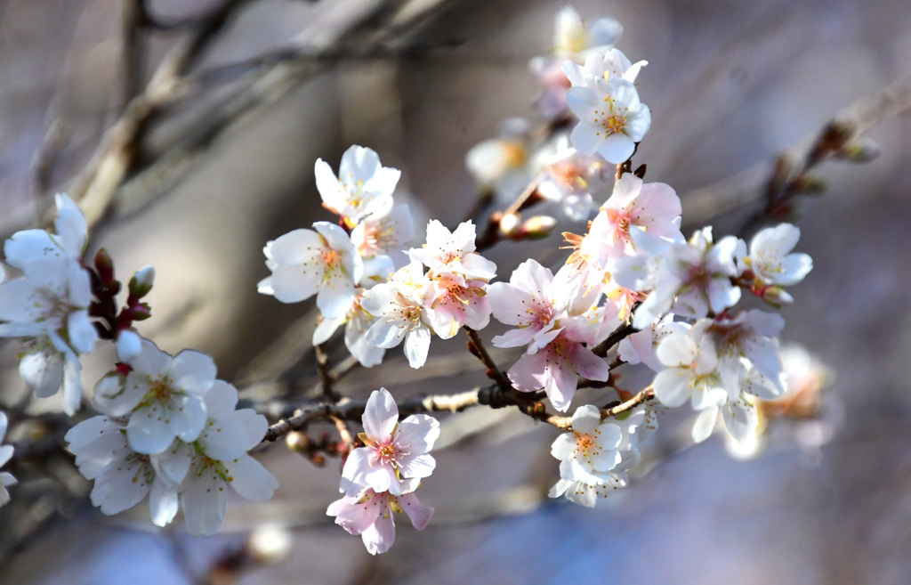 八重ではなさそう