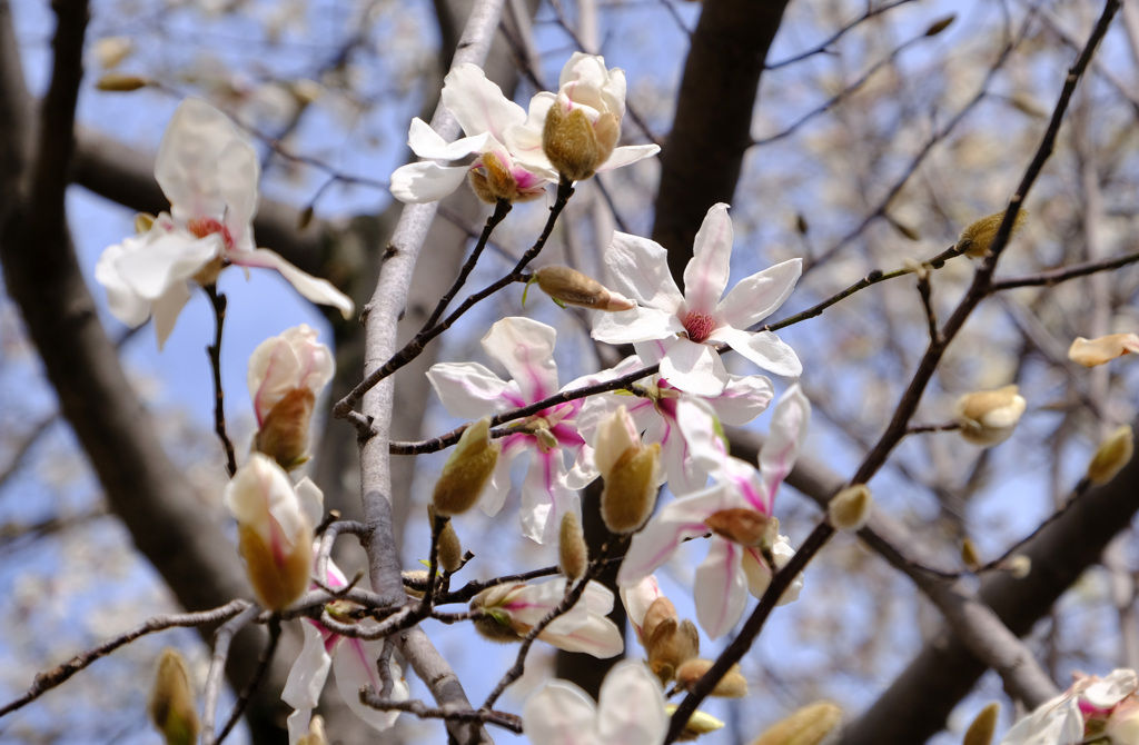 花びらひらひら