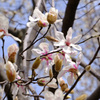 花びらひらひら