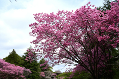 陽光桜