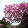 陽光桜