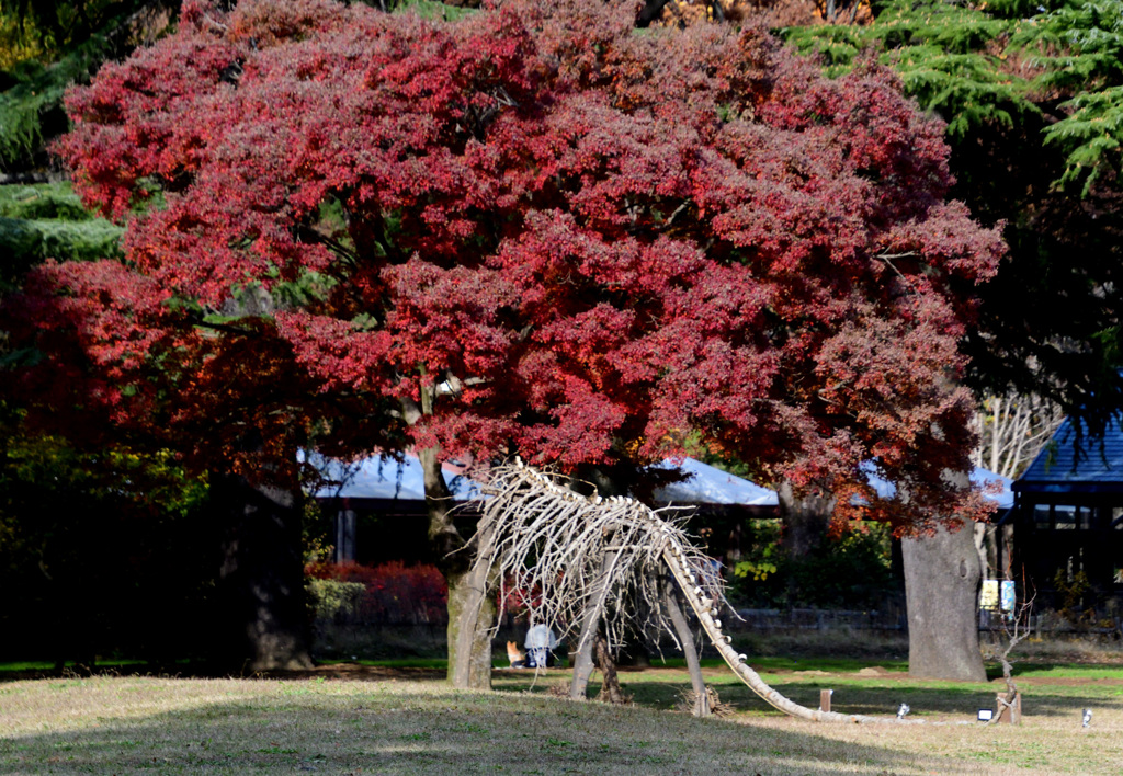 紅葉に首をつっこんで
