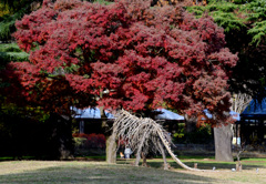 紅葉に首をつっこんで