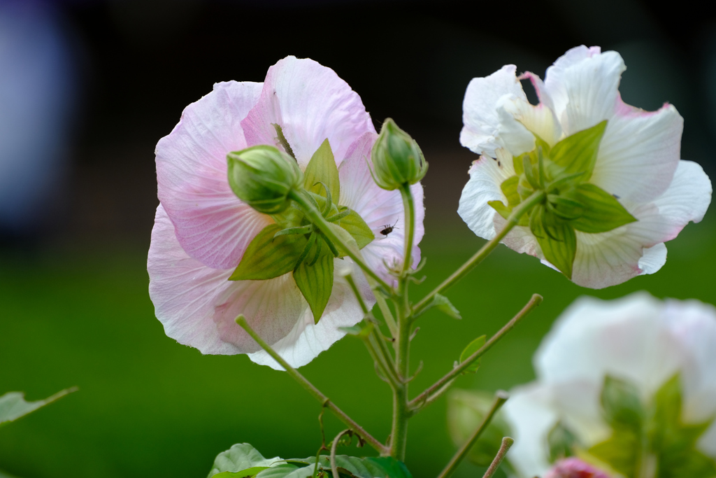 向こうを向く酔芙蓉