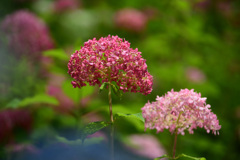 アメリカ紫陽花ピンクアナベル