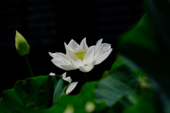 清月蓮２