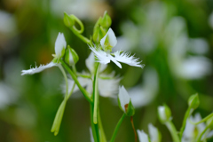 暑い時期の花