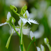 暑い時期の花