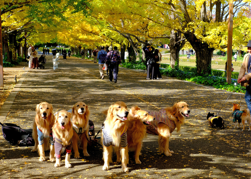 ラブちゃん大集合