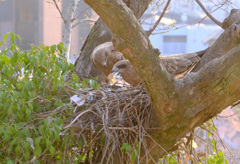 ６さあ、お食べ