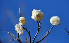 八重の白梅