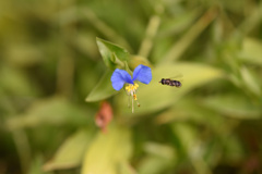 露草に