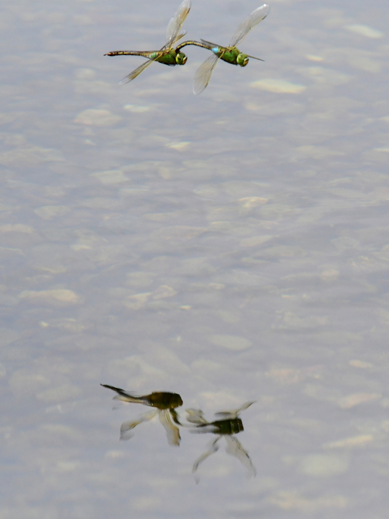 おつながり水鏡も